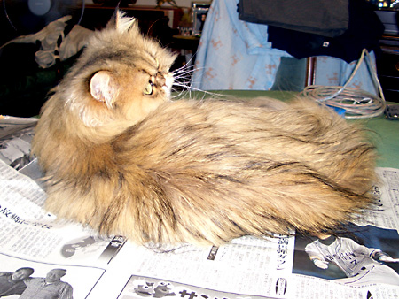 猫、チンチラ・来夢、来喜、ミドリガメ・マックス、コロタン