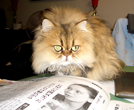 猫, チンチラ・ゴールデン, 来夢, 来喜