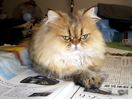 猫、チンチラ・来夢、来喜、ミドリガメ・マックス、コロタン