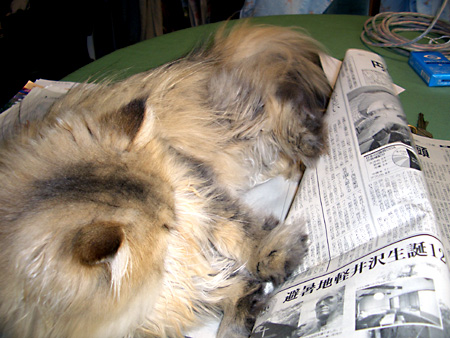 猫、チンチラ・来夢、来喜、ミドリガメ・マックス、コロタン