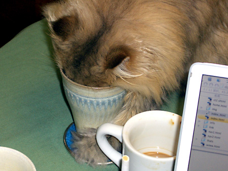 猫、チンチラ・来夢、来喜、ミドリガメ・マックス、コロタン