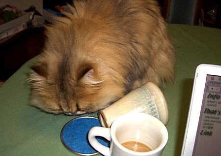 猫, チンチラ・ゴールデン, 来夢, 来喜