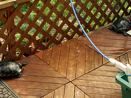 猫、チンチラ・来夢、来喜、ミドリガメ・マックス、コロタン