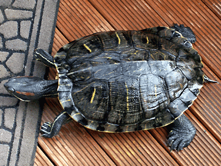 猫、チンチラ・来夢、来喜、ミドリガメ・マックス、コロタン