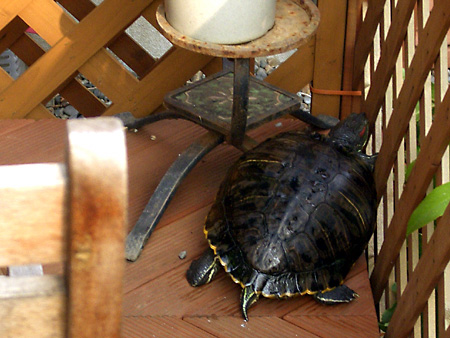 猫、チンチラ・来夢、来喜、ミドリガメ・マックス、コロタン