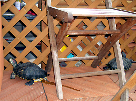 猫, チンチラ・ゴールデン, 来夢, 来喜