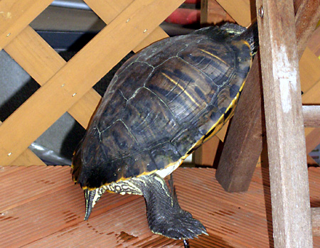 猫, チンチラ・ゴールデン, 来夢, 来喜