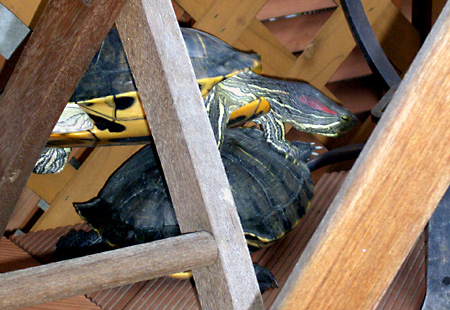 猫, チンチラ・ゴールデン, 来夢, 来喜