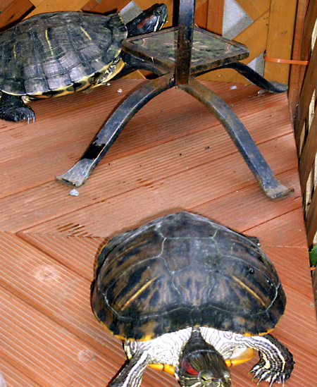 猫, チンチラ・ゴールデン, 来夢, 来喜