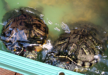 猫, チンチラ・ゴールデン, 来夢, 来喜