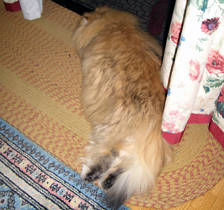 猫, チンチラ・ゴールデン, 来夢, 来喜