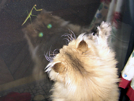 猫、チンチラ・来夢、来喜、ミドリガメ・マックス、コロタン