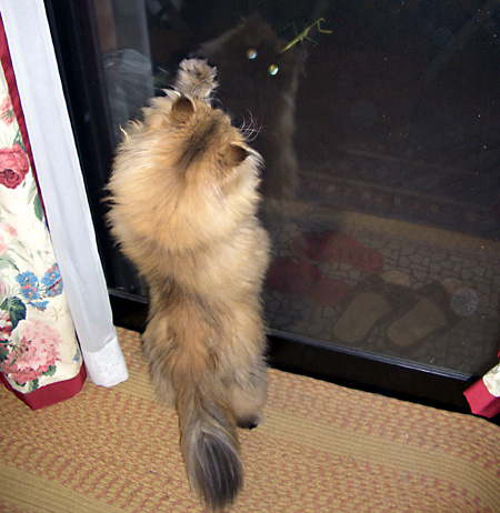 猫, チンチラ・ゴールデン, 来夢, 来喜