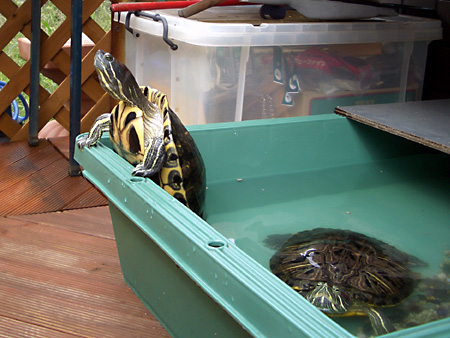 猫、チンチラ・来夢、来喜、ミドリガメ・マックス、コロタン