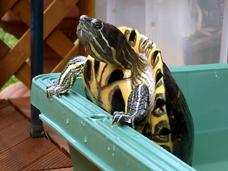 猫、チンチラ・来夢、来喜、ミドリガメ・マックス、コロタン