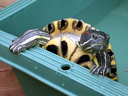 猫、チンチラ・来夢、来喜、ミドリガメ・マックス、コロタン