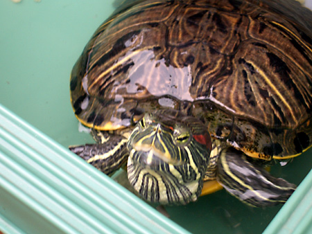 猫、チンチラ・来夢、来喜、ミドリガメ・マックス、コロタン