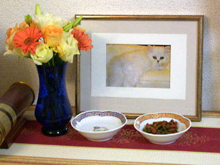 猫、チンチラ・来夢、来喜、ミドリガメ・マックス、コロタン