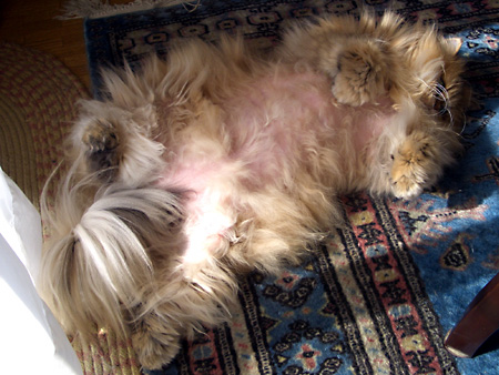 猫、チンチラ・来夢、来喜、ミドリガメ・マックス、コロタン