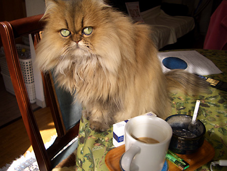 猫、チンチラ・来夢、来喜、ミドリガメ・マックス、コロタン