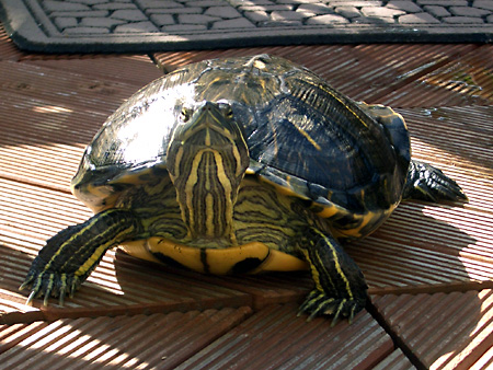 猫、チンチラ・来夢、来喜、ミドリガメ・マックス、コロタン