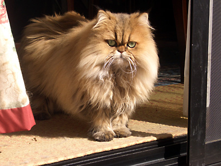 猫、チンチラ・来夢、来喜、ミドリガメ・マックス、コロタン