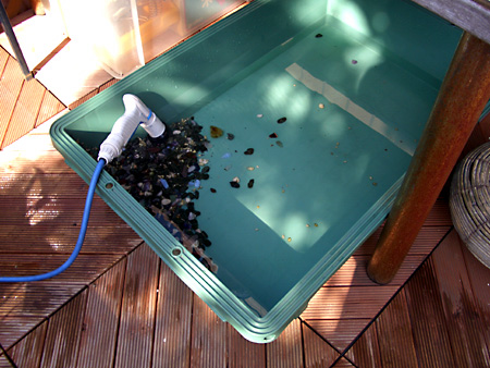 猫、チンチラ・来夢、来喜、ミドリガメ・マックス、コロタン