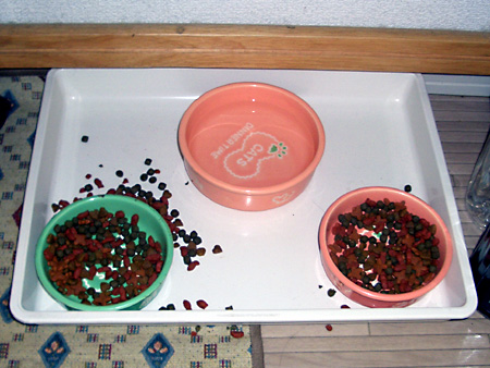 猫、チンチラ・来夢、来喜、ミドリガメ・マックス、コロタン