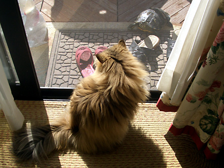 猫、チンチラ・来夢、来喜、ミドリガメ・マックス、コロタン