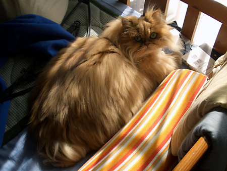 猫、チンチラ・来夢、来喜、ミドリガメ・マックス、コロタン