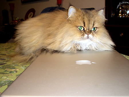 猫、チンチラ・来夢、来喜、ミドリガメ・マックス、コロタン