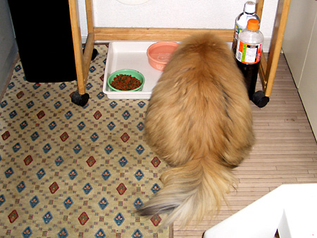 猫、チンチラ・来夢、来喜、ミドリガメ・マックス、コロタン