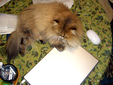 猫、チンチラ・来夢、来喜、ミドリガメ・マックス、コロタン