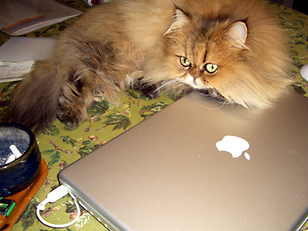 猫、チンチラ・来夢、来喜、ミドリガメ・マックス、コロタン