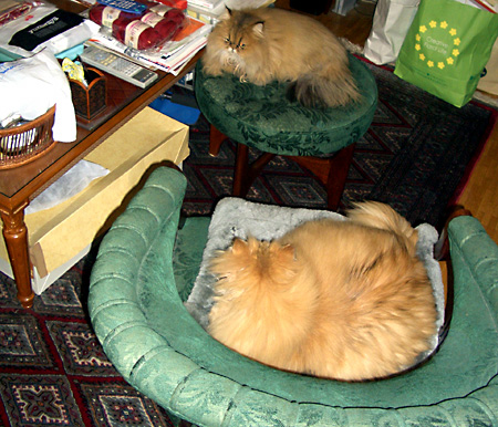 猫, チンチラ・ゴールデン, 来夢, 来喜