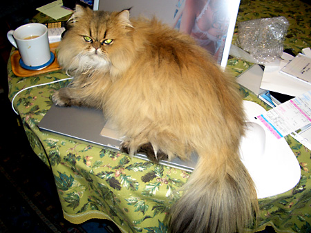 猫、チンチラ・来夢、来喜、ミドリガメ・マックス、コロタン