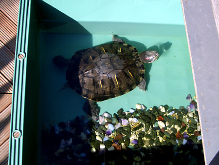 猫、チンチラ・来夢、来喜、ミドリガメ・マックス、コロタン