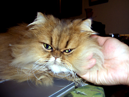 猫、チンチラ・来夢、来喜、ミドリガメ・マックス、コロタン