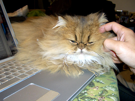 猫、チンチラ・来夢、来喜、ミドリガメ・マックス、コロタン