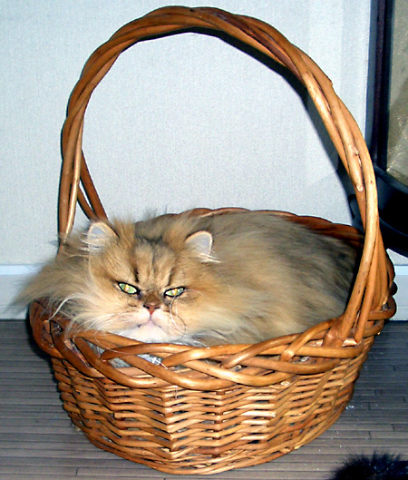 猫, チンチラ・ゴールデン, 来夢, 来喜