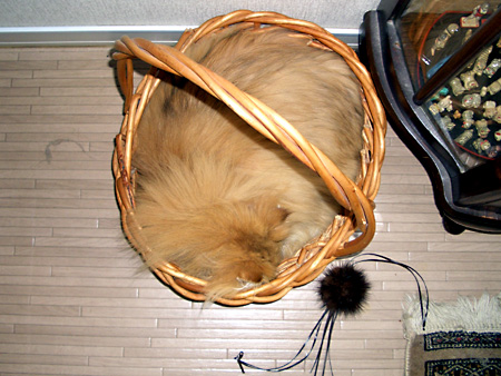 猫、チンチラ・来夢、来喜、ミドリガメ・マックス、コロタン