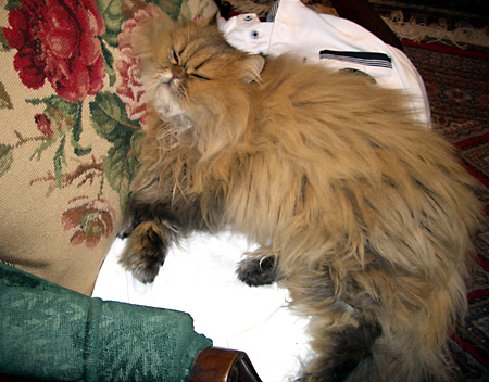 猫, チンチラ・ゴールデン, 来夢, 来喜