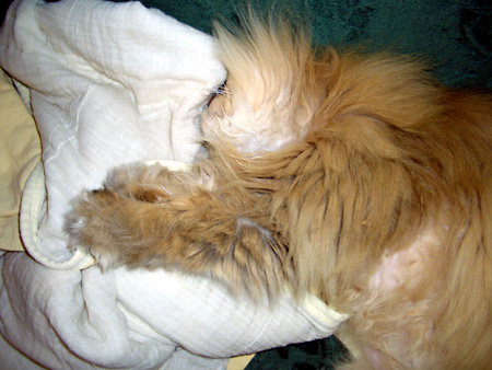 猫、チンチラ・来夢、来喜、ミドリガメ・マックス、コロタン