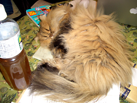 猫、チンチラ・来夢、来喜、ミドリガメ・マックス、コロタン