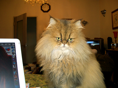 猫、チンチラ・来夢、来喜、ミドリガメ・マックス、コロタン