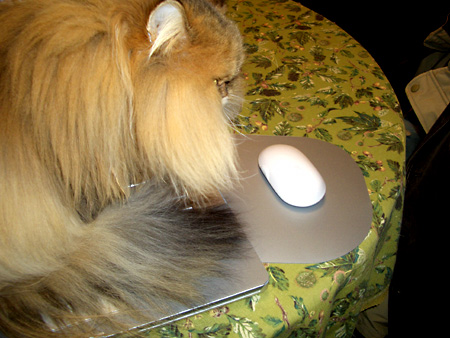 猫、チンチラ・来夢、来喜、ミドリガメ・マックス、コロタン