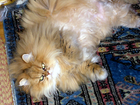 猫、チンチラ・来夢、来喜、ミドリガメ・マックス、コロタン