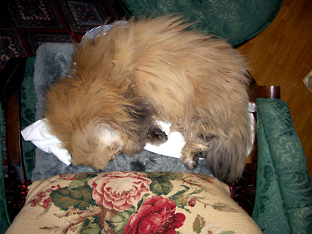 猫、チンチラ・来夢、来喜、ミドリガメ・マックス、コロタン