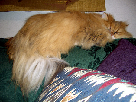 猫、チンチラ・来夢、来喜、ミドリガメ・マックス、コロタン