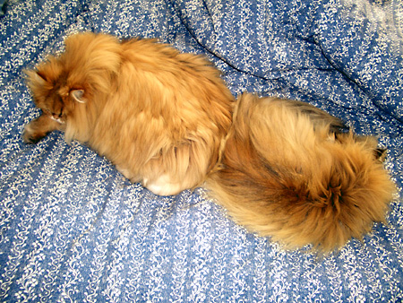 猫、チンチラ・来夢、来喜、ミドリガメ・マックス、コロタン